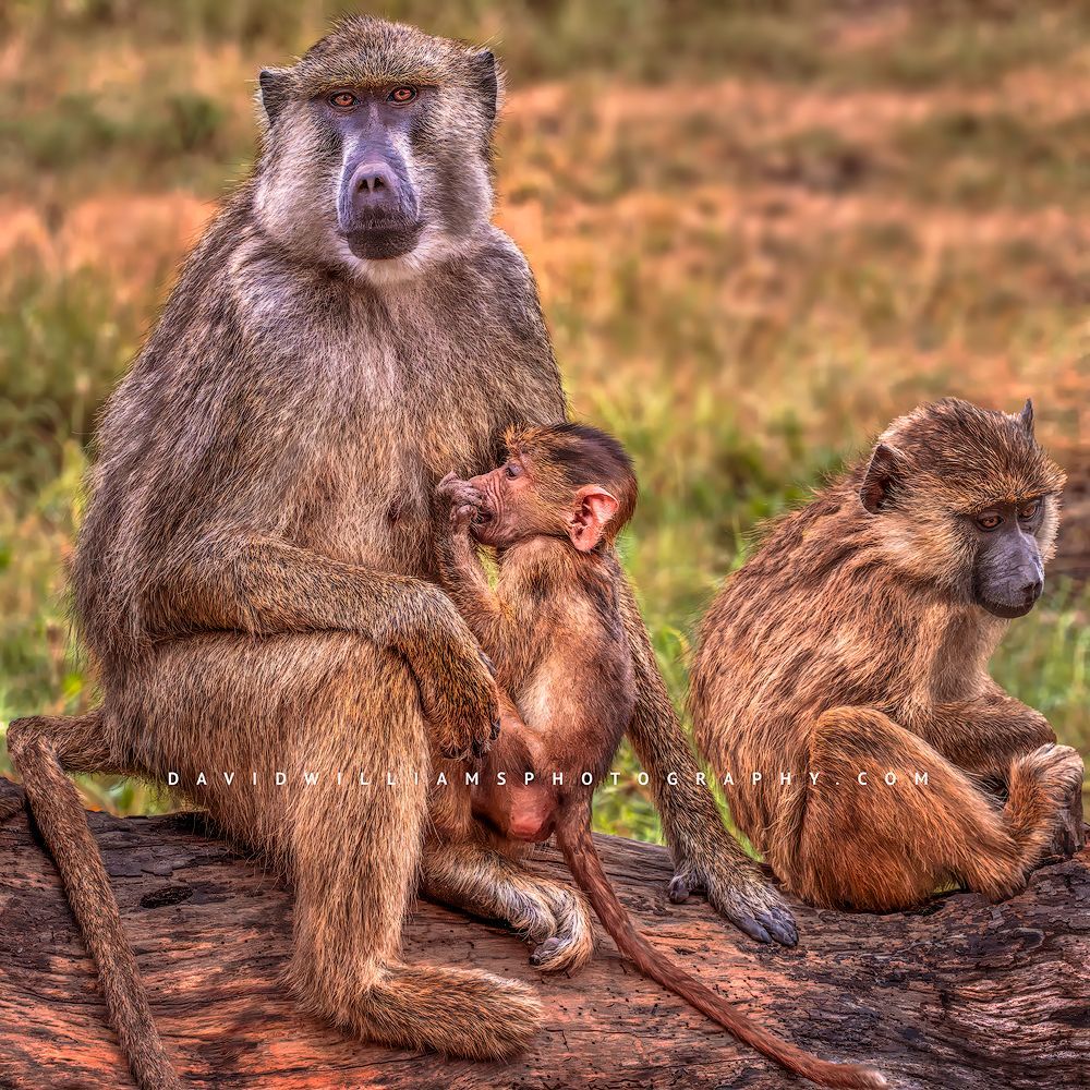 Baboon GP NZ99938 Baboon GP NZ99938