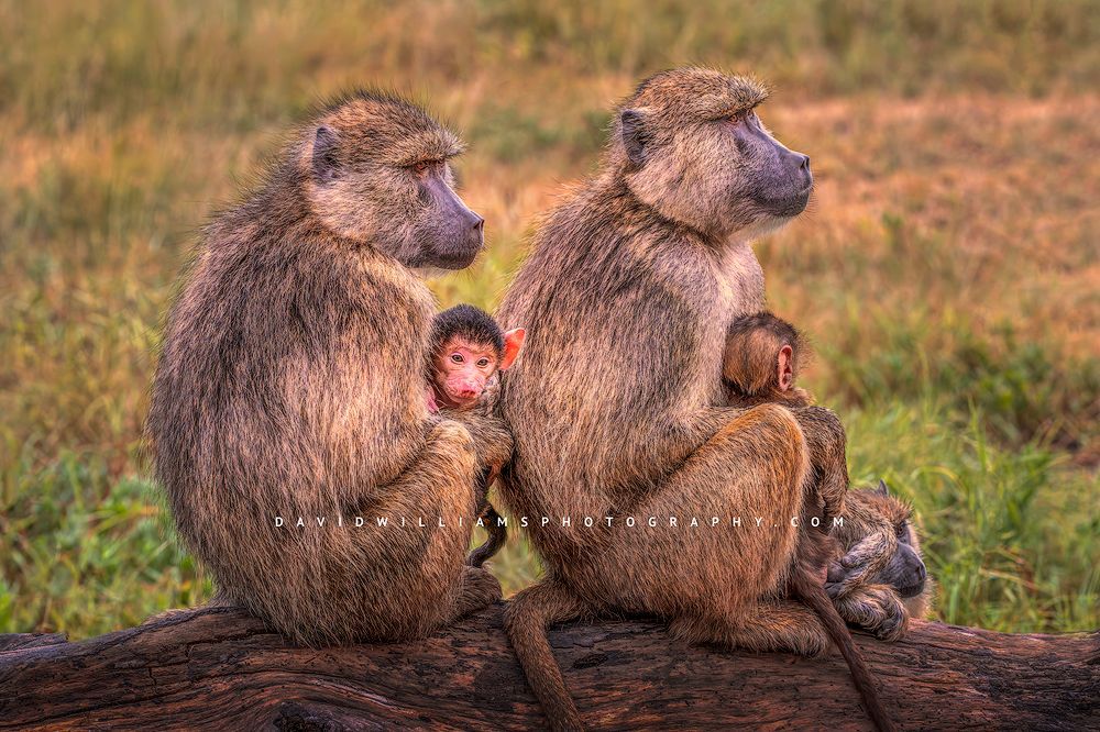 Baboon GP NZ99882 Baboon GP NZ99882