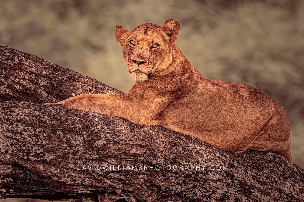 Lion S NZ90674 Lion S NZ90674