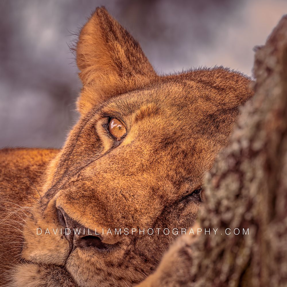 Lion S 0Z83078 Lion S 0Z83078
