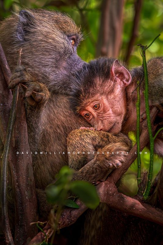 Baboon GP NZ91090 Baboon GP NZ91090