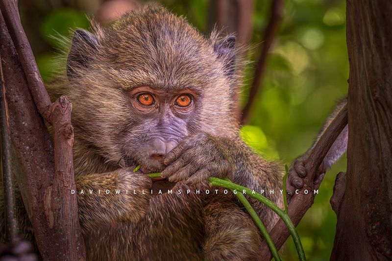 Baboon S NZ91093 Baboon S NZ91093