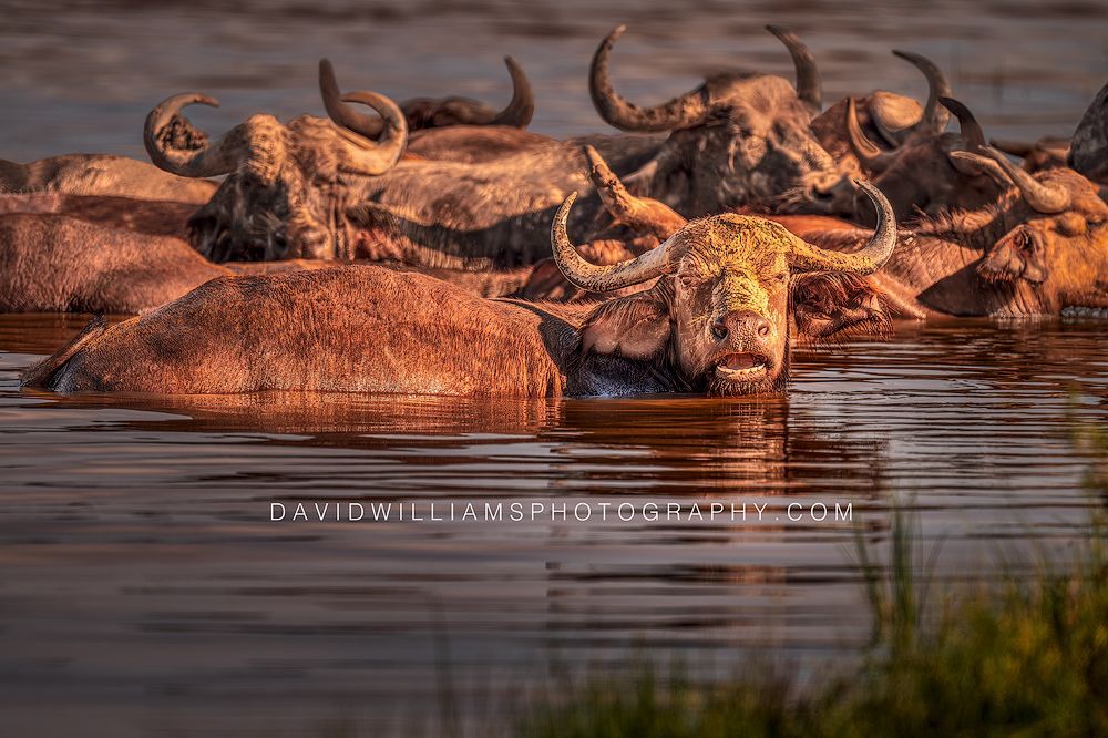 African Buffalo 0Z83469 African Buffalo 0Z83469