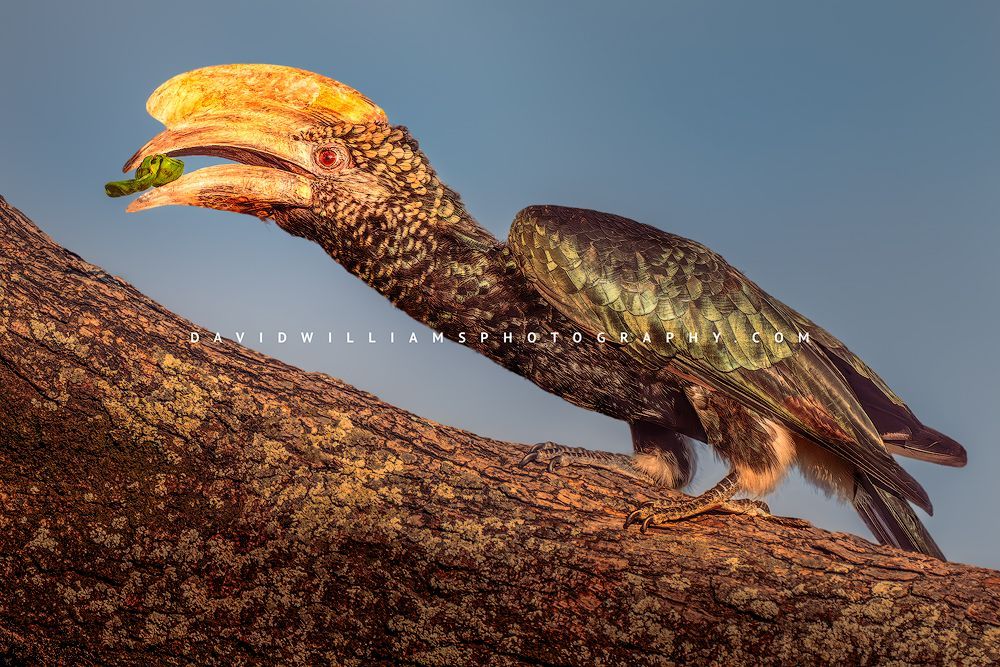 Silver Cheeked Hornbill S 0Z83571EN Silver Cheeked Hornbill S 0Z83571EN