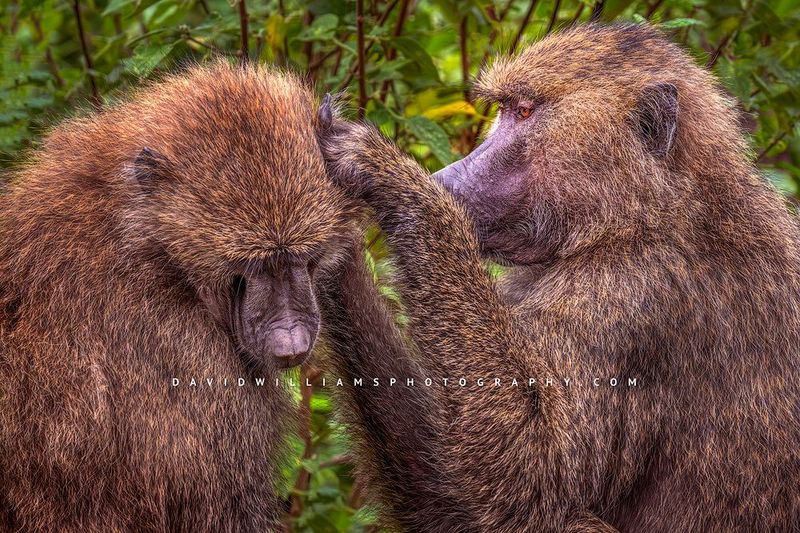 Baboon GP 0Z83738 Baboon GP 0Z83738