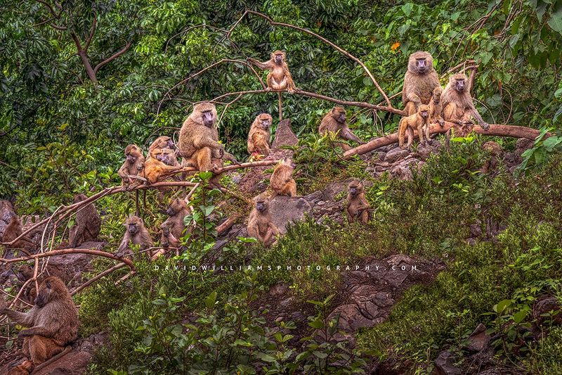 Baboon Gp NZ91297 Baboon Gp NZ91297