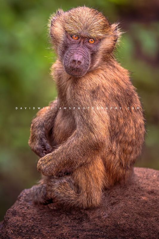 Baboon S NZ91265 Baboon S NZ91265