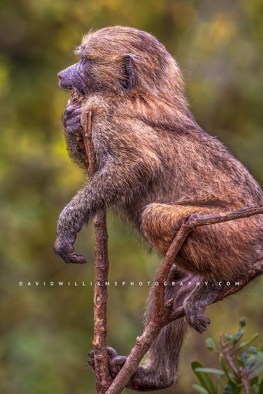 Baboon S 0Z83762 Baboon S 0Z83762