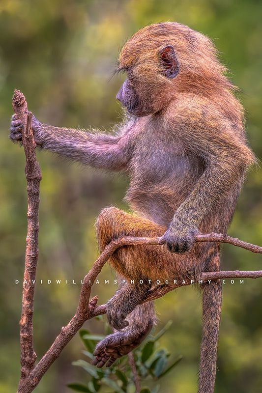Baboon S 0Z83766 Baboon S 0Z83766