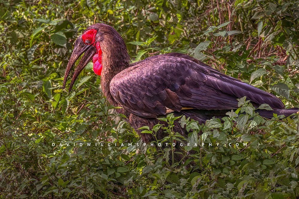 Southern Ground Hornbill S NZ91344 Southern Ground Hornbill S NZ91344
