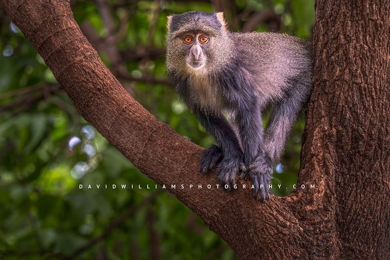 Blue Monkey S NZ91380 Blue Monkey S NZ91380