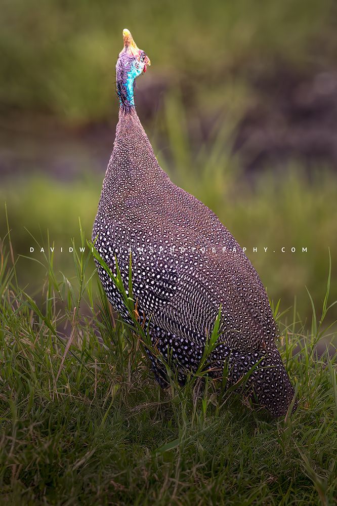 Helmeted Guineafowl S NZ91588 Helmeted Guineafowl S NZ91588