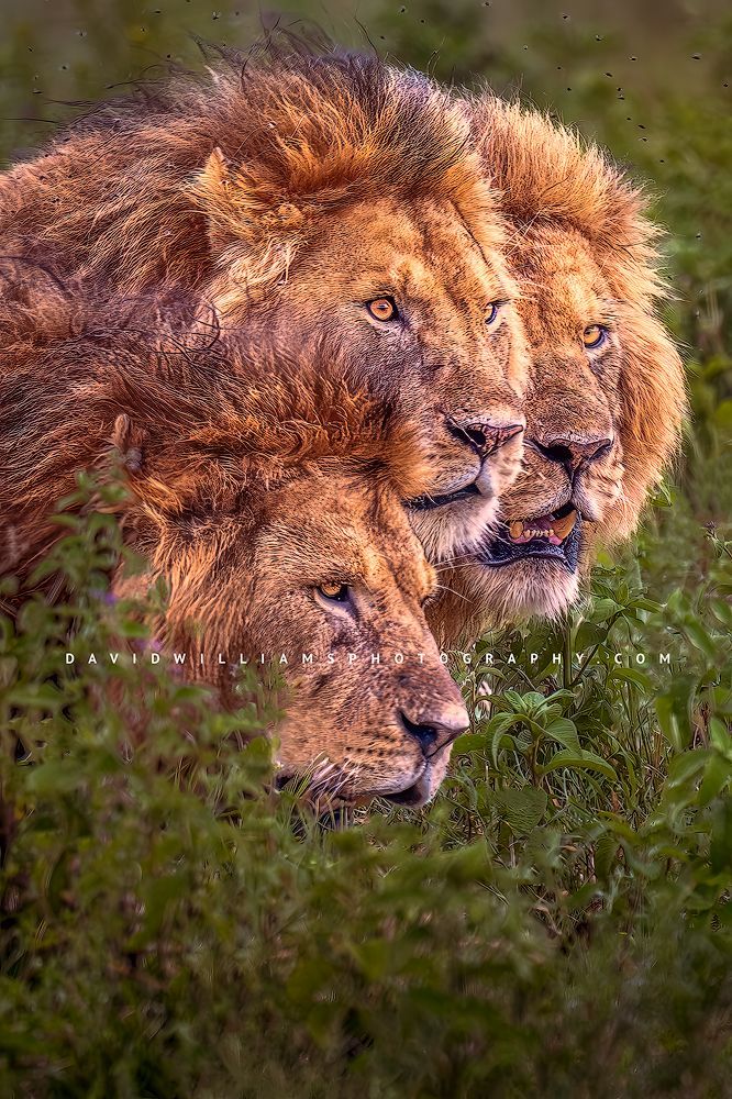 Lion GP 0Z85025EN Lion GP 0Z85025EN