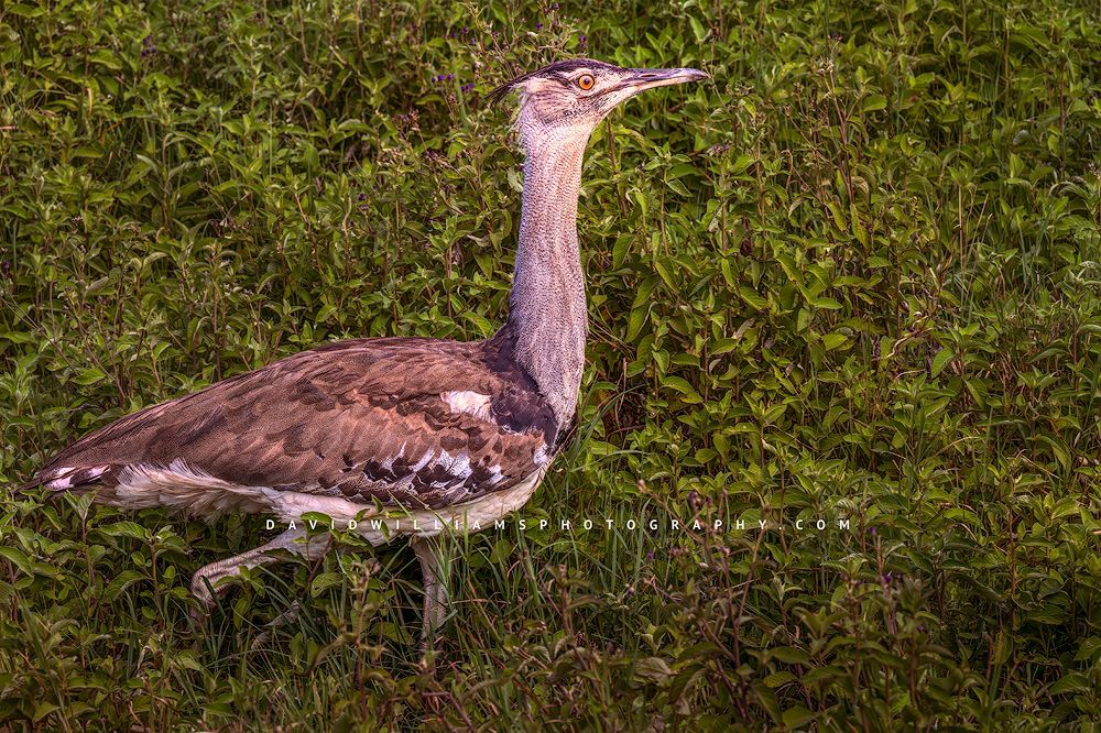 Kori Bustard S NZ91970 Kori Bustard S NZ91970