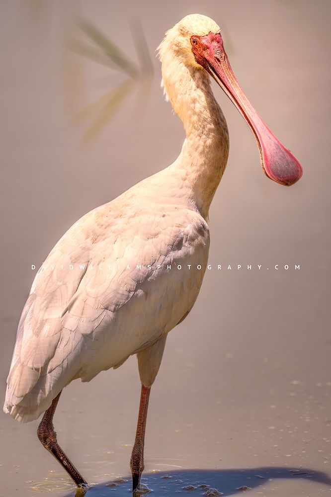 African Spoonbill S 0Z85816 African Spoonbill S 0Z85816