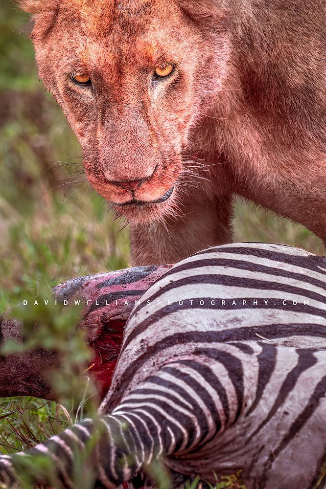 Lion S 0Z85934 Lion S 0Z85934