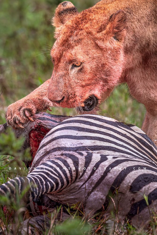 Lion S 0Z85923 Lion S 0Z85923