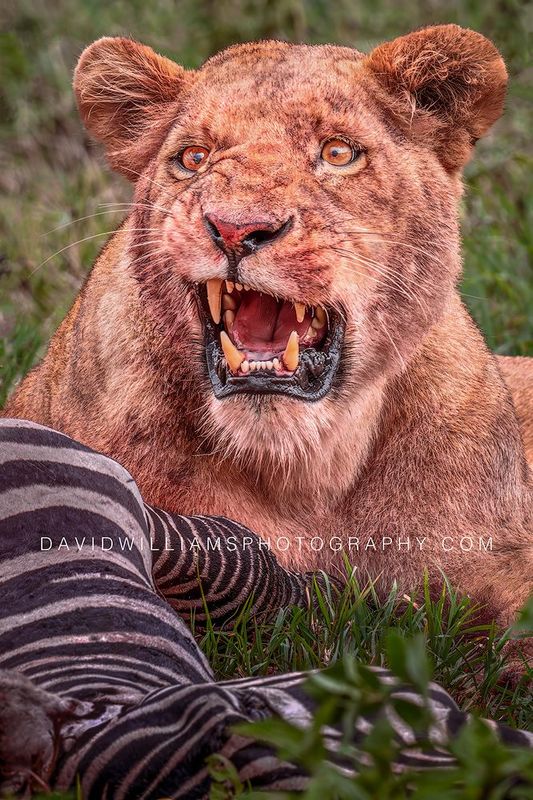 Lion S 0Z86090
