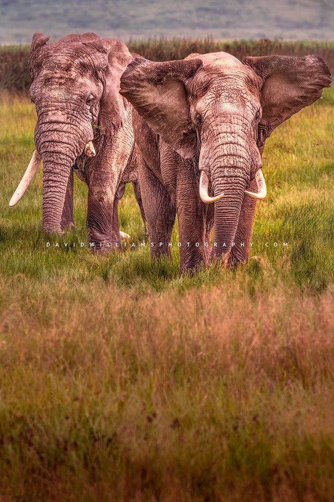 Elephant GP 0Z86368 Elephant GP 0Z86368