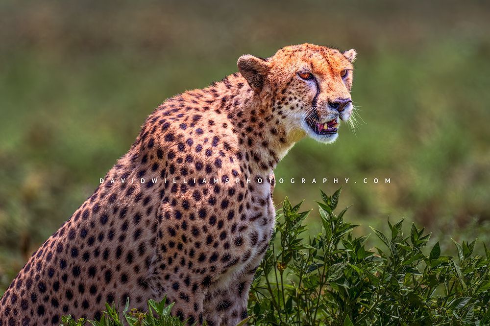 Cheetah S 0Z86809 Cheetah S 0Z86809