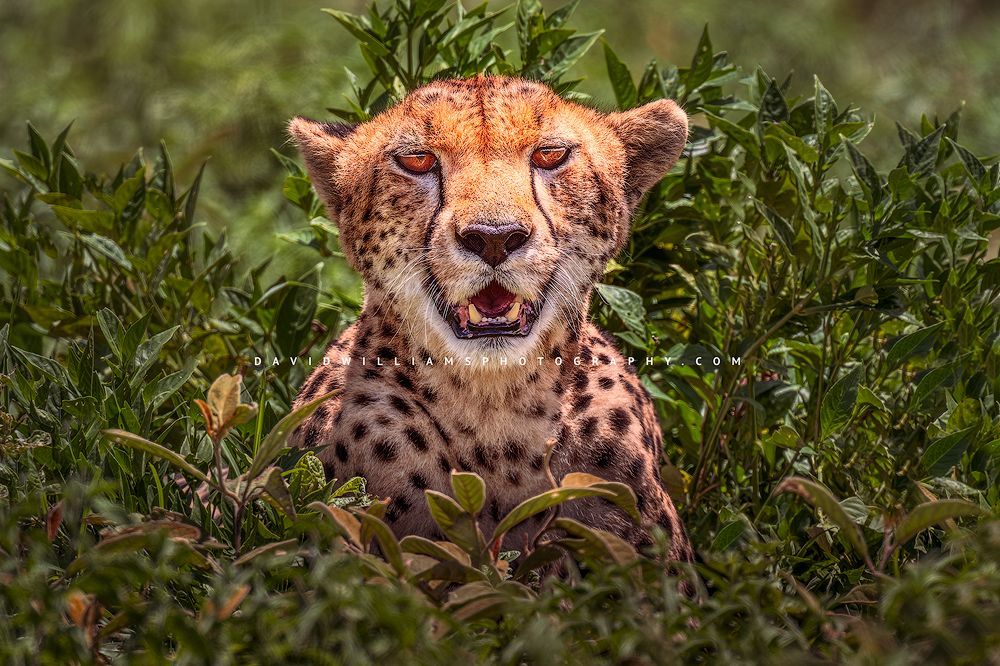 Cheetah S 0Z86765 Cheetah S 0Z86765