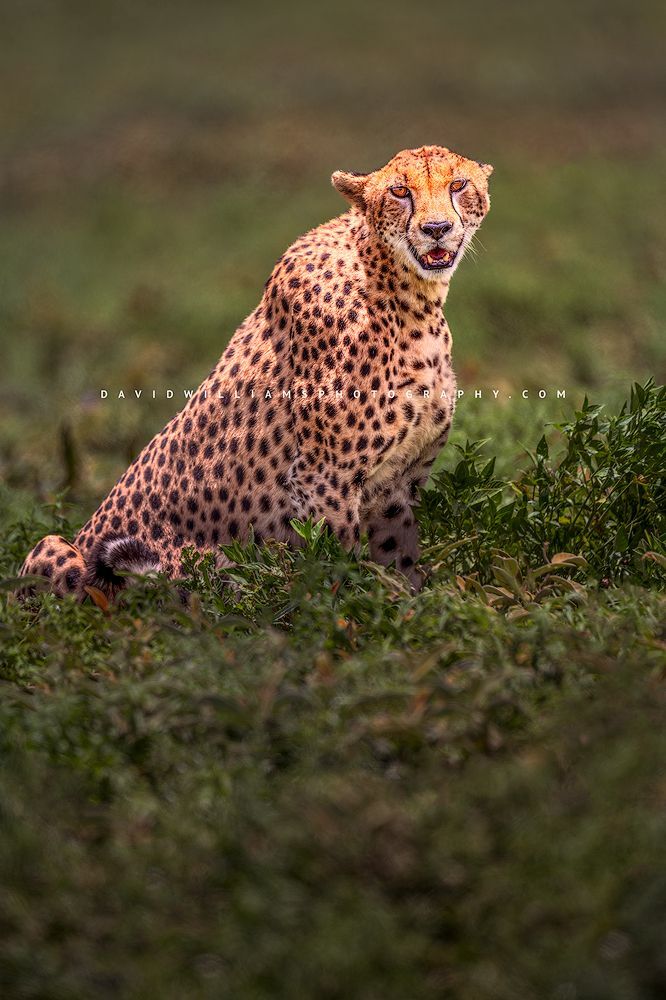 Cheetah S 0Z86912 Cheetah S 0Z86912