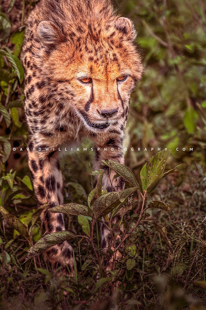 Cheetah S 0Z87025 Cheetah S 0Z87025