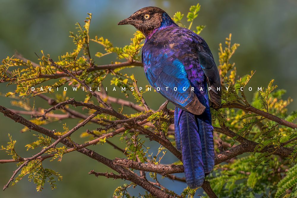 Ruppell's Starling 0Z87226 Ruppell's Starling 0Z87226