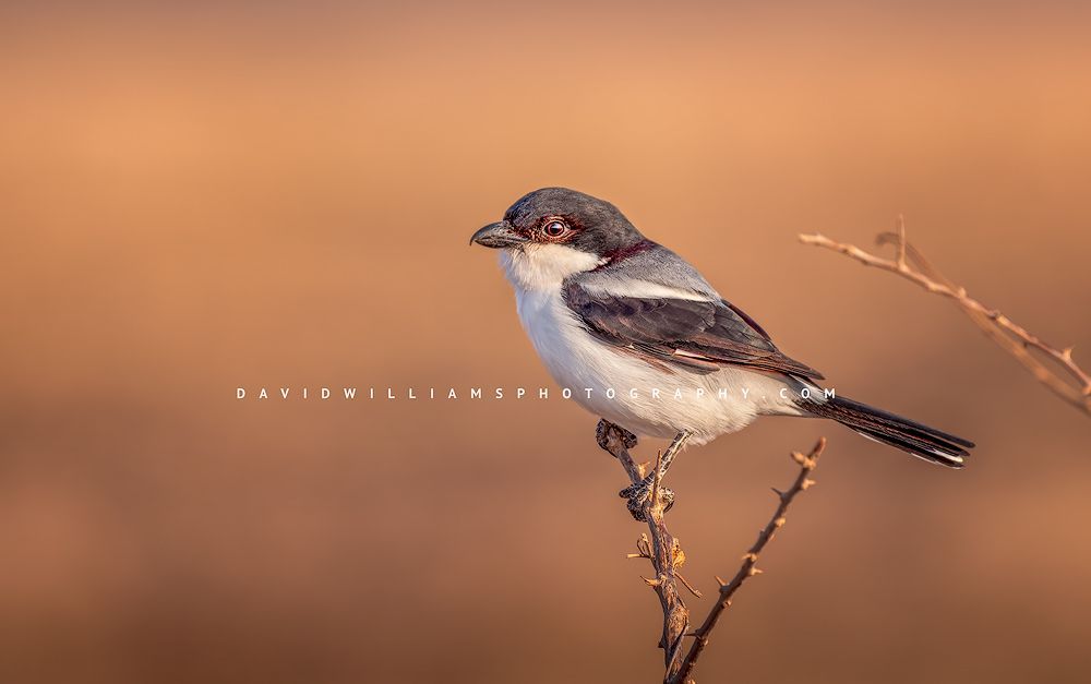 Long Tailed Fiscal BKT6612 Long Tailed Fiscal BKT6612