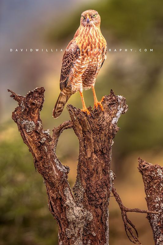 Dark Chanting Goshawk 0Z87289