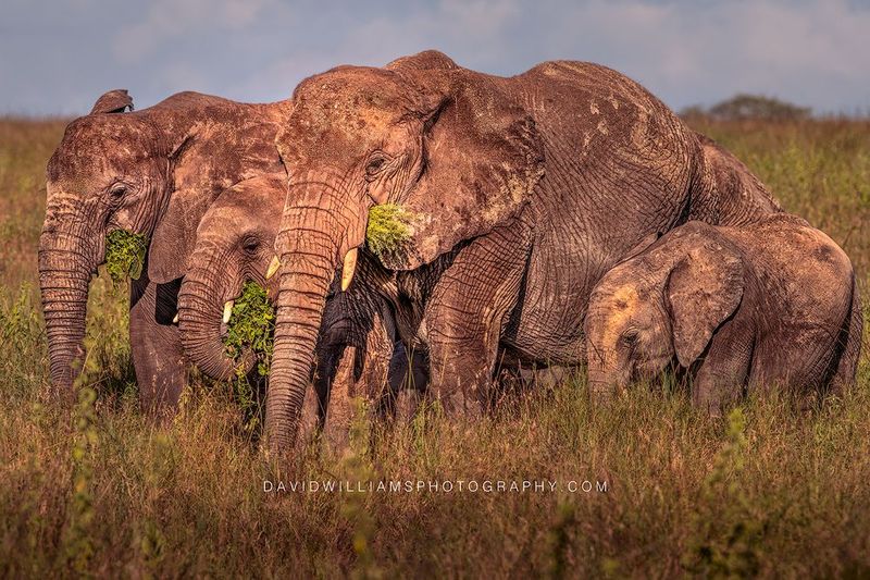 Elephant GP NZ92919