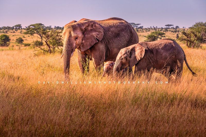 Elephant GP NZ93354