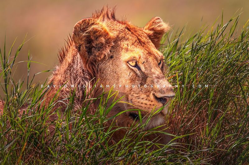 Lion S 0Z87734
