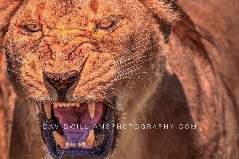 Lion S 0Z87943