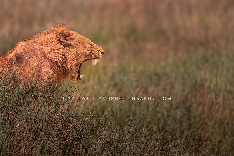 Lions S 0Z87859