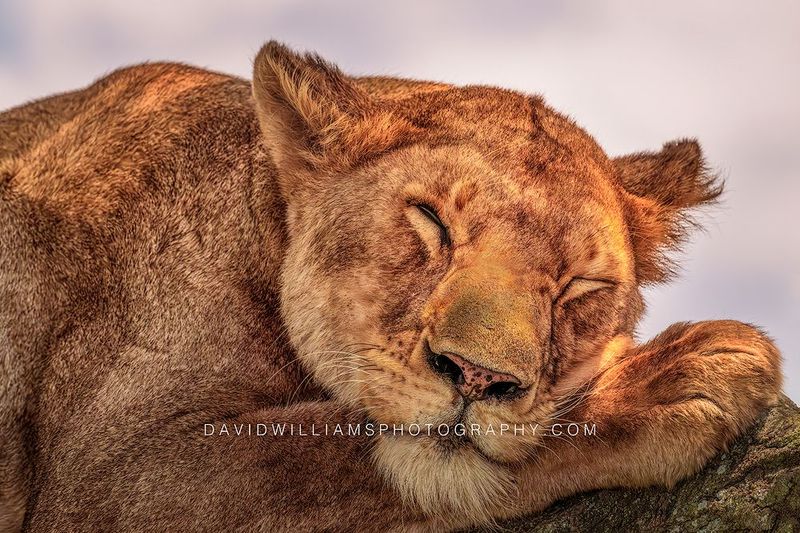 Lion S NZ93686