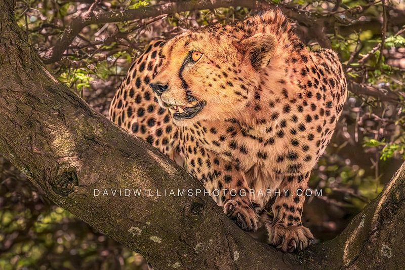 Cheetah S NZ93739