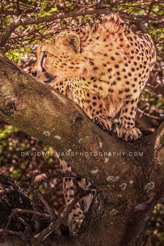 Cheetah S NZ93732
