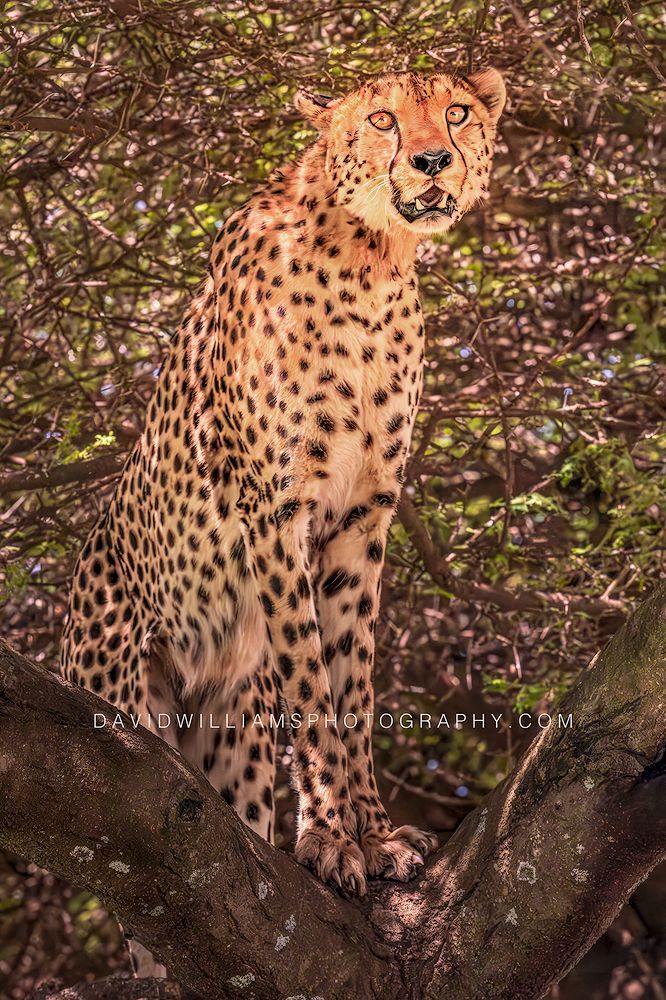 Cheetah S NZ93707 Cheetah S NZ93707