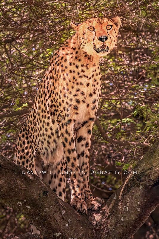 Cheetah S NZ93707