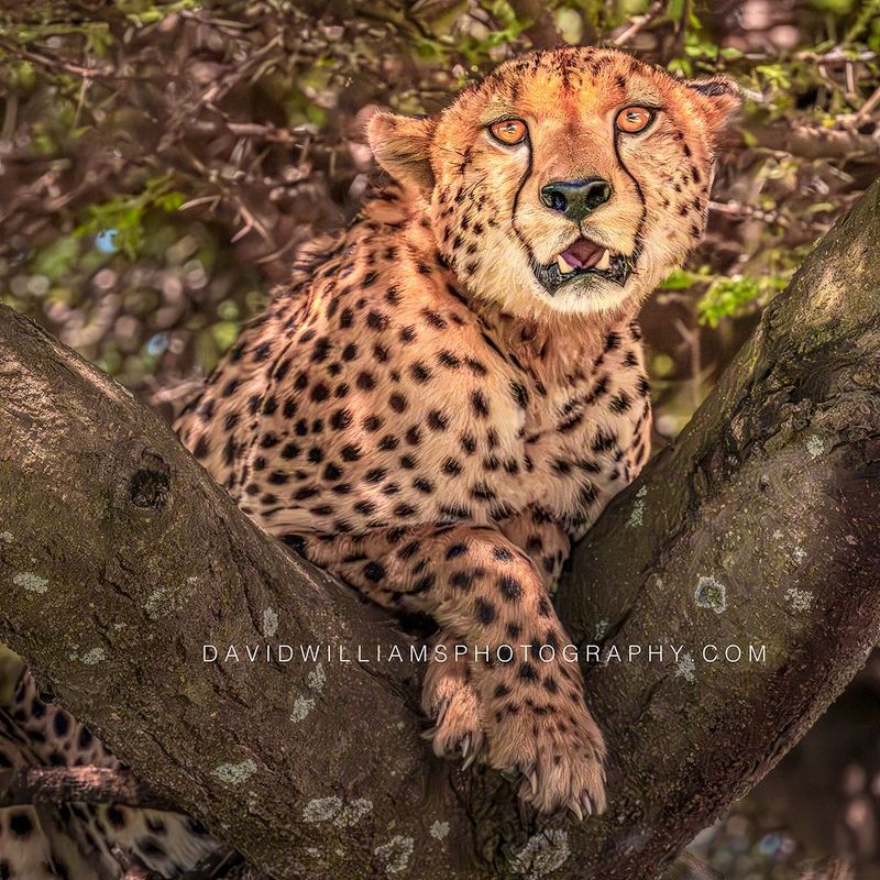 Cheetah S NZ93770