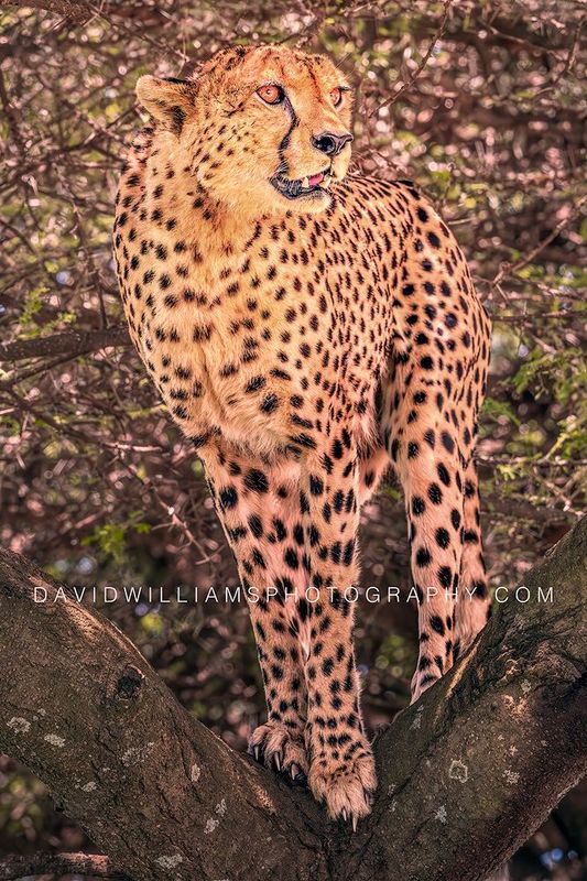 Cheetah S NZ93919