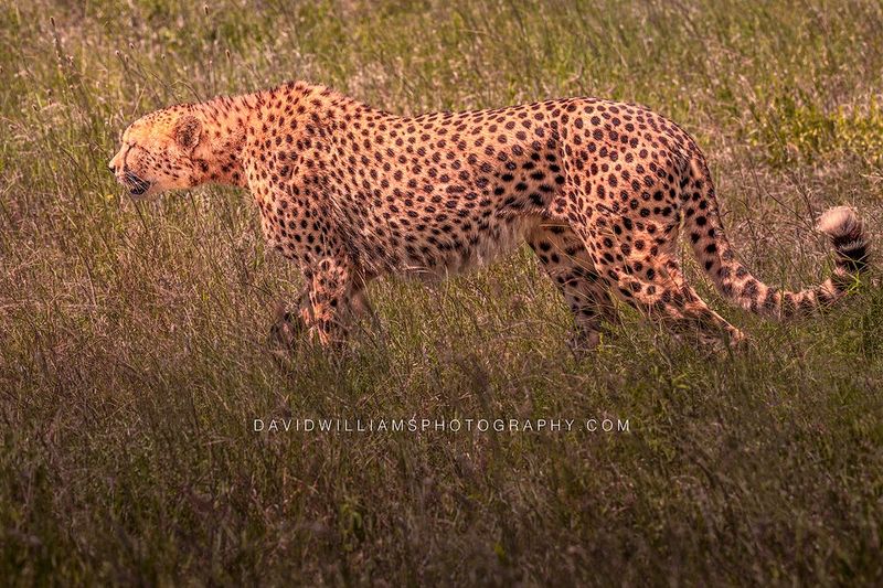 Cheetah S NZ93943