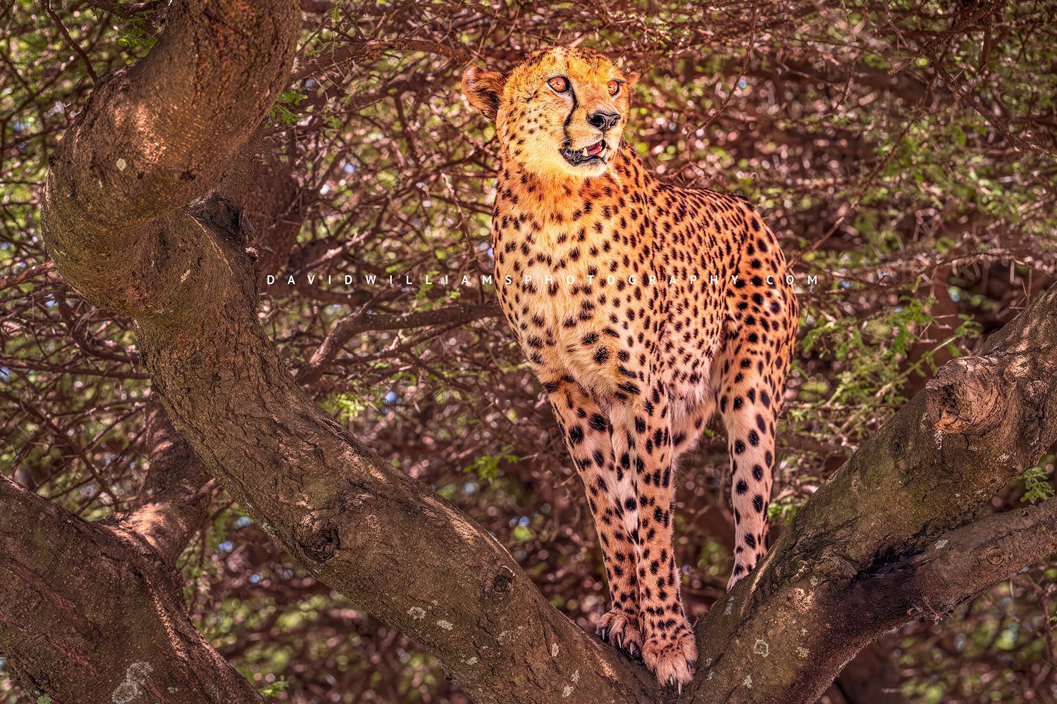 Cheetah S NZ93911 Cheetah S NZ93911