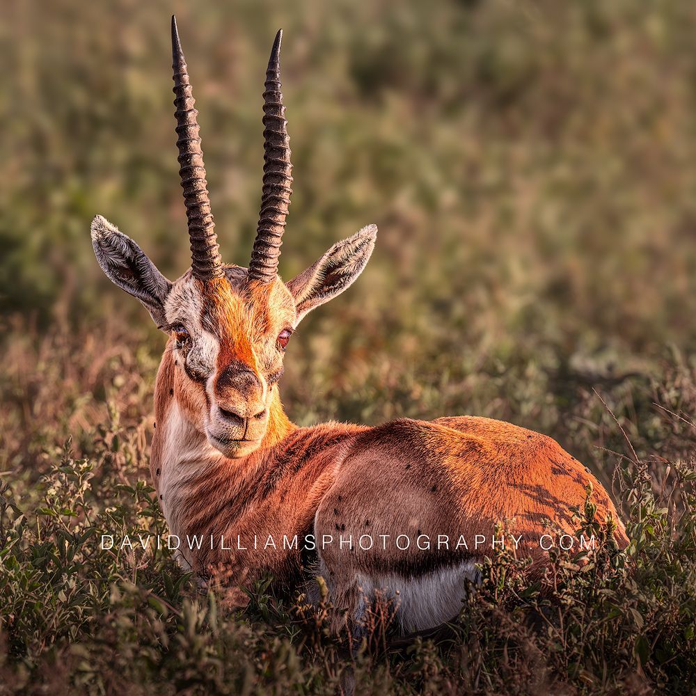 Thomson's Gazelle S 0Z88153 Thomson's Gazelle S 0Z88153