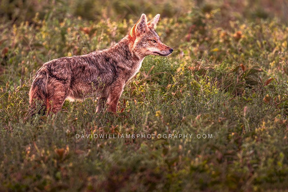 Golden Jackal S 0Z88129 Golden Jackal S 0Z88129