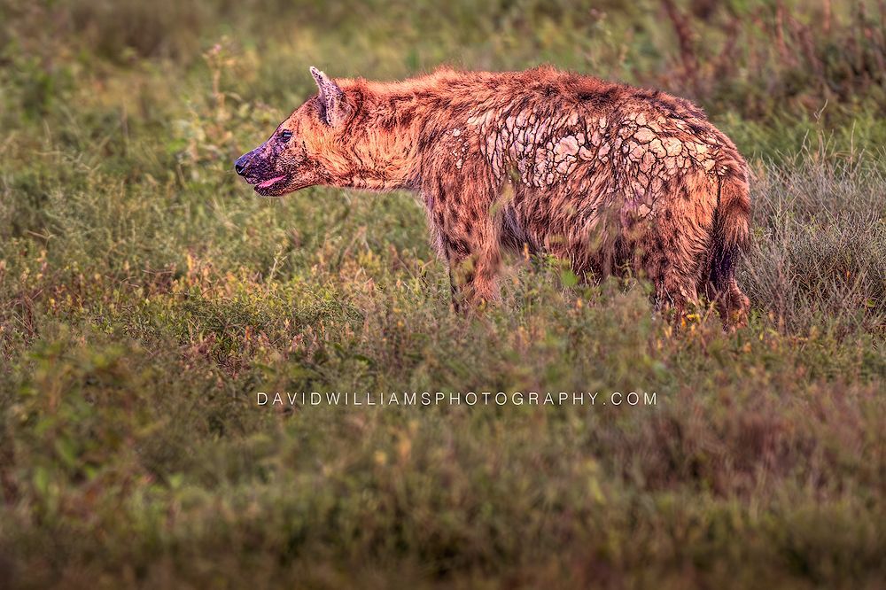 Hyena S 0Z88124 Hyena S 0Z88124