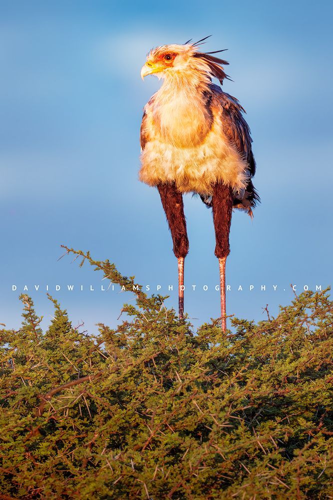 Secretary Bird S 0Z88058 EN Secretary Bird S 0Z88058 EN
