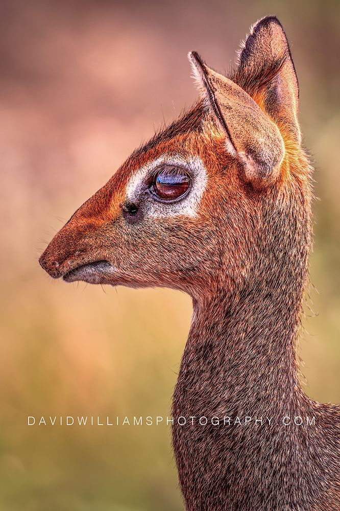 Kirk's Dik Dik S 0Z88605 Kirk's Dik Dik S 0Z88605
