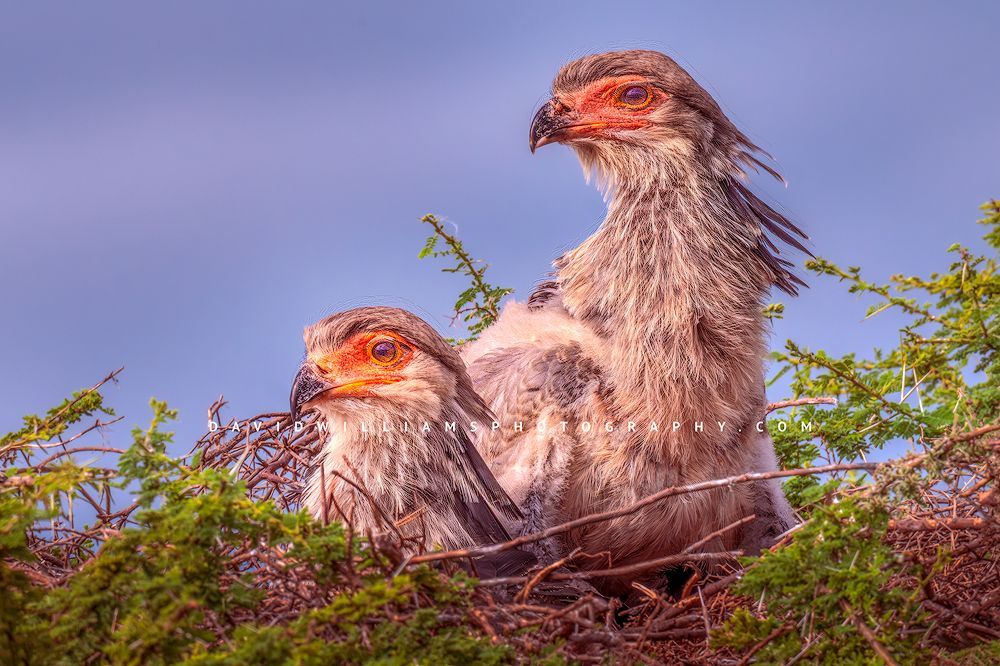 Secretary Bird GP 0Z88584 Secretary Bird GP 0Z88584